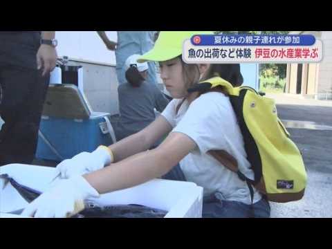 YouTube Video 定置網に入った魚の出荷作業体験…小学生が魚の選別や箱詰め　静岡・下田市