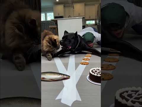 Maine Coon chose steak over fish! 🥩👀 He knows what’s good! 😂