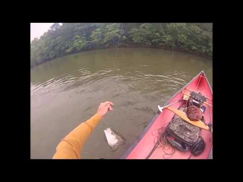 Stripers on Freedom Tackle Zodiac Jig