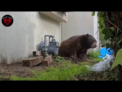 550-pound bear finally evicted from SoCal home after nearly 2 months