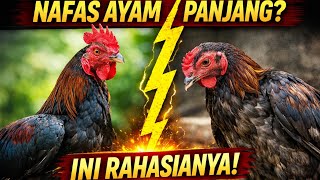 Download lagu The Secret to Longer Stamina in Chickens! Many Don't Know This Yet #chickenfarming mp3