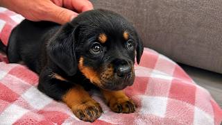 Abandoned Puppy was Crying for her Mom and was Barely Surviving Until This Happened