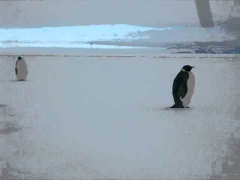 Emperor Penguins