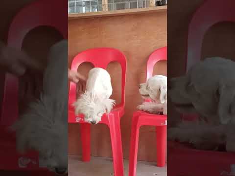 como treinar seu dragão😅ay este dog pala🤣 #funnydogs