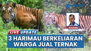 Takut Dimangsa Harimau Sumatera yang Masih Berkeliaran, Warga 2 Desa di Gayo Lues Jual Ternak