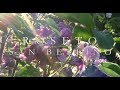 Roseto San Bellino Rovigo Rose Antiche Italian Natural Rose Garden Roses Of Yesterday