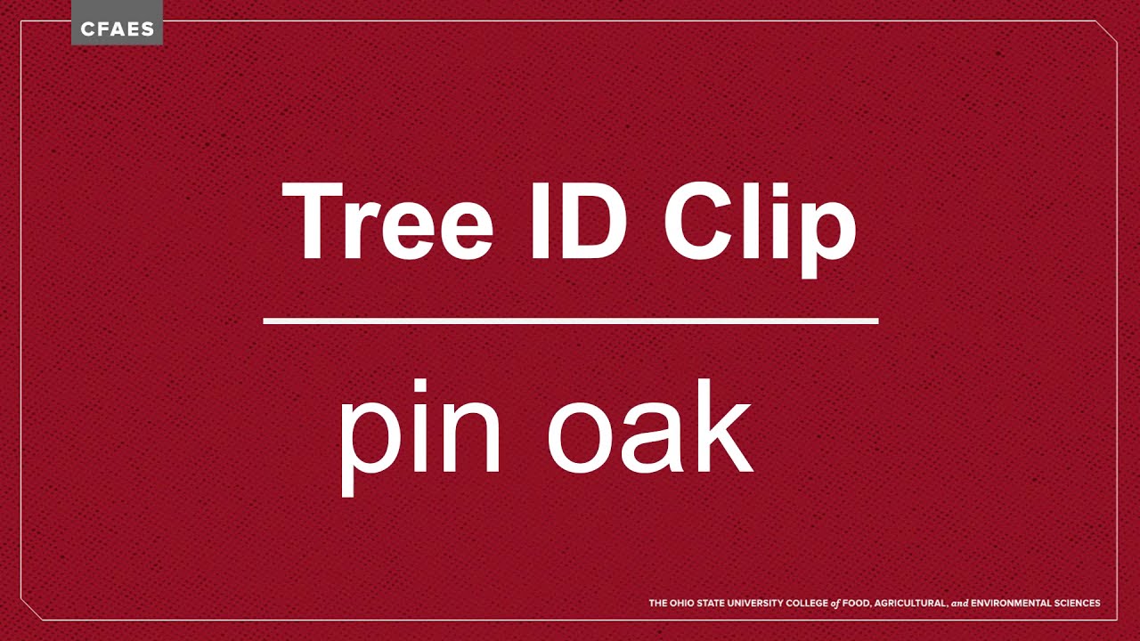 Tree ID Clip: pin oak
