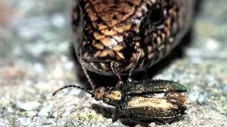 preview picture of video 'Anguis Fragilis and The Beetle'