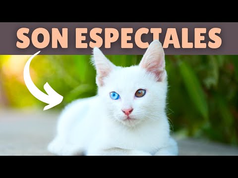8 DATOS interesantes de los GATOS BLANCOS