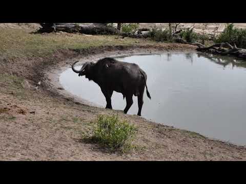 Djuma: African Buffalo with front limping leg still around - 09:08 - 11/24/18