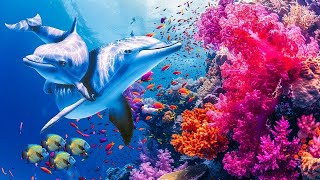 Relaxing Music to Relieve Stress, Anxiety and Depression • Mind, Body 🐬 Piano Relaxing Music