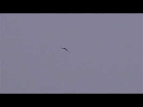 Bussard wird von Raben verfolgt und attackiert