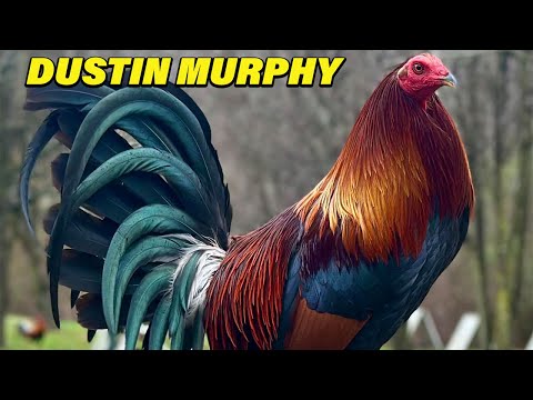 BIG FARM ALABAMA !! Beautiful Birds Dustin Murphy Nex Gen Farm | Farm Visit USA
