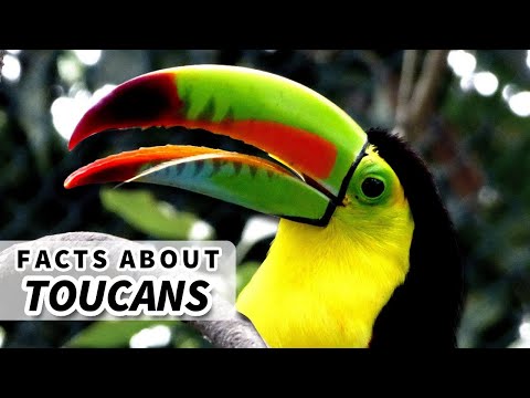 Toucan Facts: BIG BEAK? No Problem! | Animal Fact Files