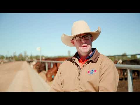 Every interaction cattle have with people needs to be a positive one - Teys Condamine Feedlot