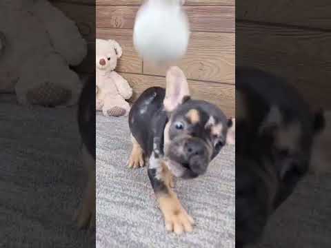 Video 1