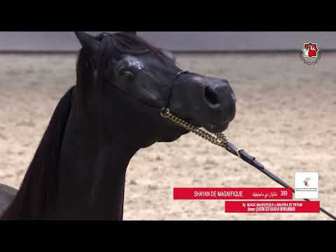 389 SHAYAN DE MAGNIFIQUE _ EAHS NATIONAL ARABIAN  HORSE CHAMPIONSHI  24 - 26 November 2023