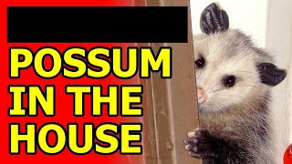 Possum in the House