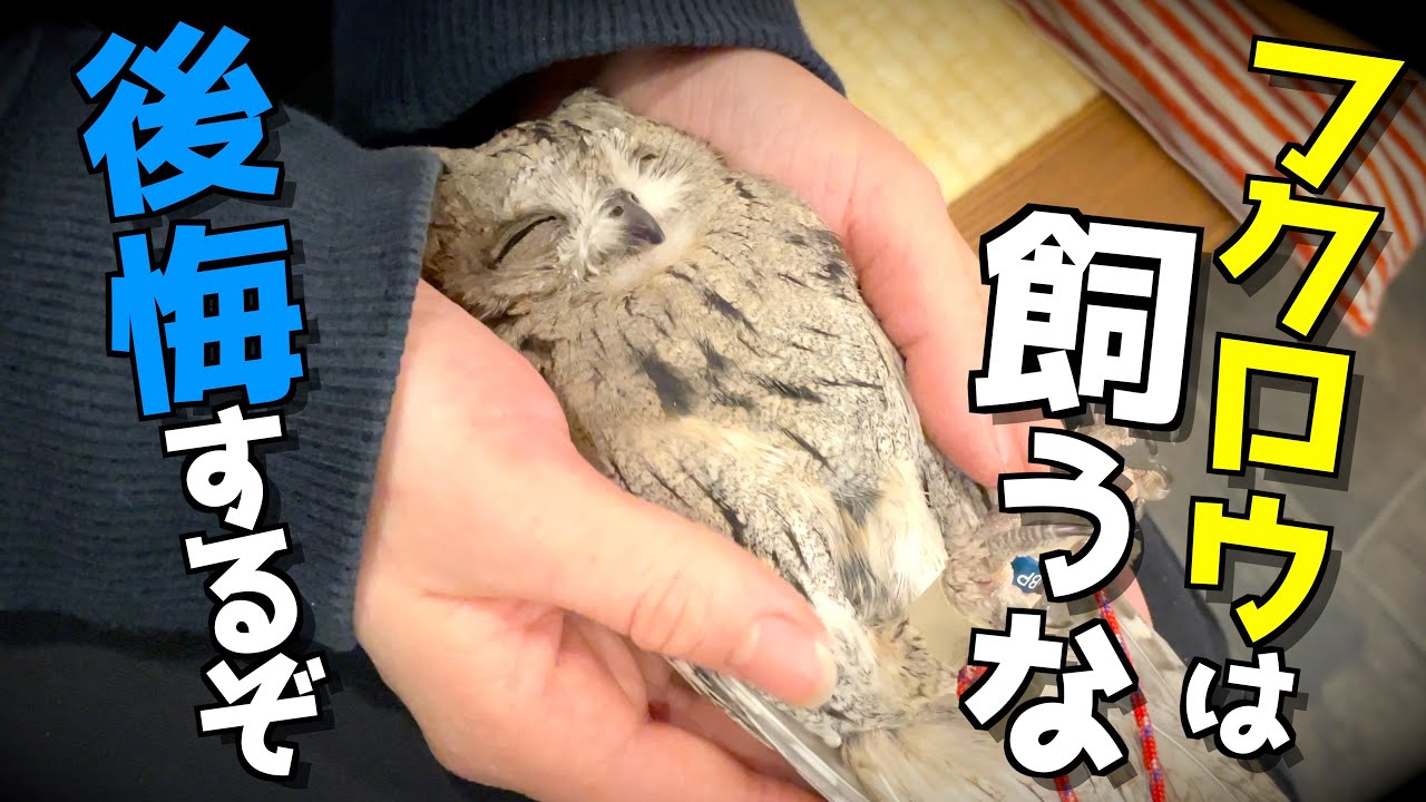 フクロウを迎える前に、知っておかないと後悔することをまとめ