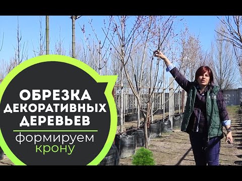 Обрезка декоративных деревьев и кустарников