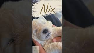 Pure bred maremma sheep dog pups - 10 weeks - video 3