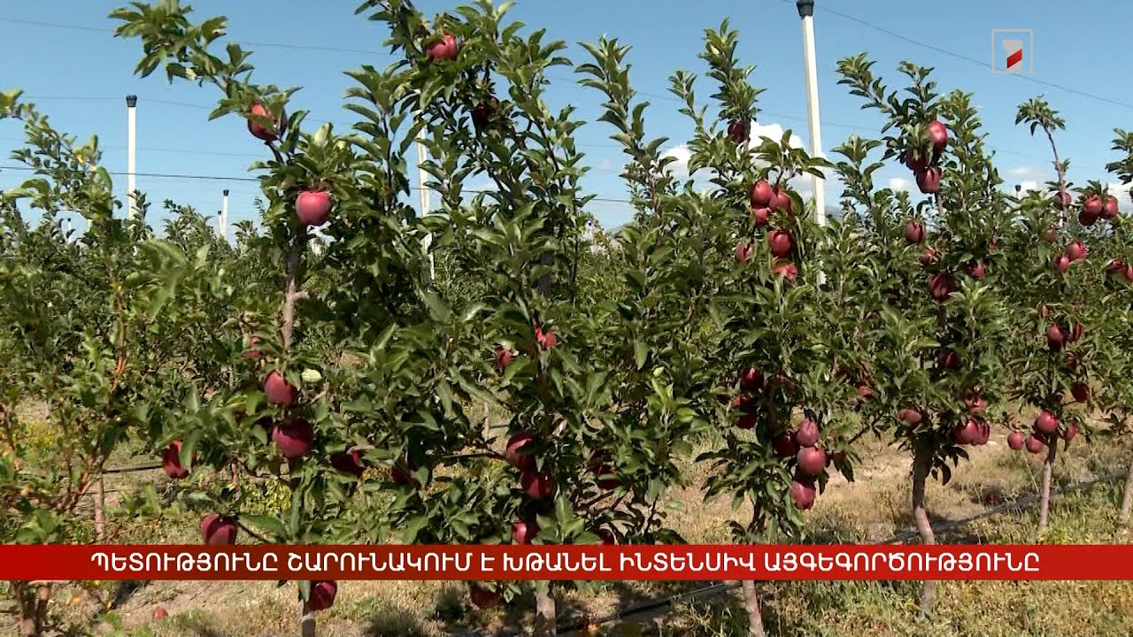 Պետությունը շարունակում է խթանել ինտենսիվ այգեգործությունը