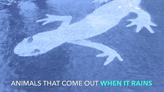 Rain Art: animals that come out when it rains, in Lowell, MA