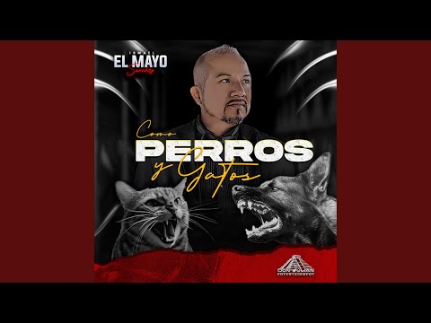 Como perros y gatos (Regional Mexicano)