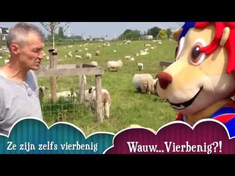 Schaapsloterij FC 's Gravenzande