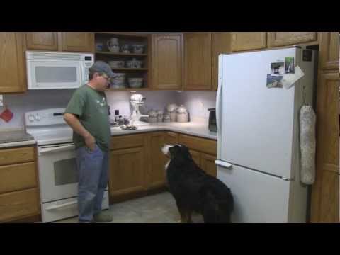 download lagu mp3 mp4 Whoopies Dog Grooming, download lagu Whoopies Dog Grooming gratis, unduh video klip Whoopies Dog Grooming