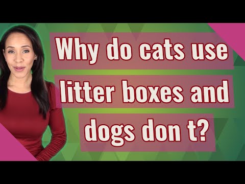 Why do cats use litter boxes and dogs don t?