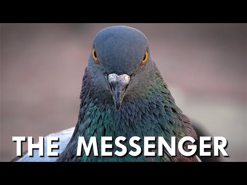 image-How are pigeons trained to deliver messages?