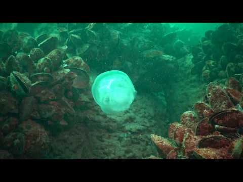 Lampada martello di Thor Ciò che gli alimenti contribuire ad aumentare la potenza