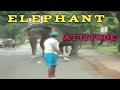 Elephant Elephant Attitude