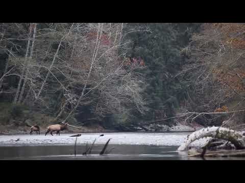 Thumbnail for Native Women Abducted By Sasquatch AND, What The H Is On My Trail Camera This Time