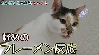 臭いとくち開いちゃう、猫。A cat with a smelly face.【三毛猫】れんげさんの日常【その２４】
