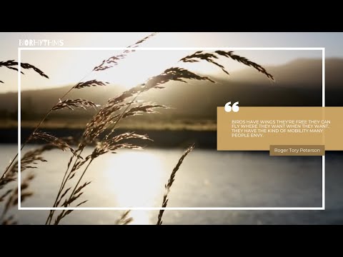 BIORHYTHMS - Meditation & Yoga Music with Birds Chirping, Calm & Relax Sounds, Nature