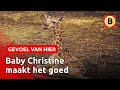 Zeldzame giraffe geboren in de Beekse Bergen ? | Omroep Brabant