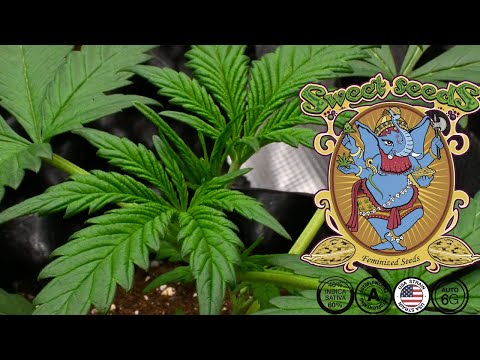 Jet Fuel Mandarine XL Auto | Week 3 | Sweet Seeds (Autoflower)