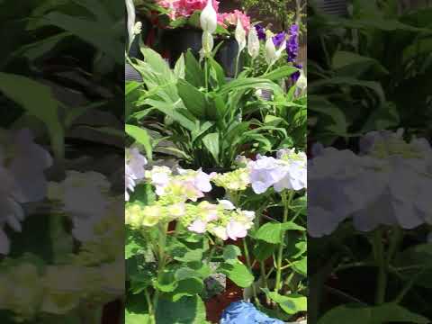 花まつりが開催されます！#すがも鴨台花まつり #花 #大正大学 #shorts