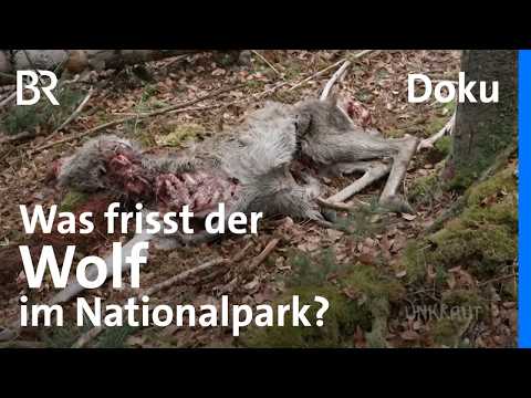 Jagt der Wolf die richtigen Tiere für den Waldschutz? | Bayerischen Wald | Doku | Unkraut | BR