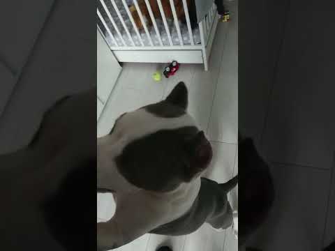 Amstaff Pikuś - zdechł pies