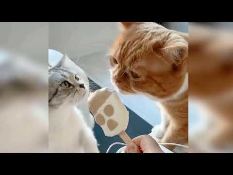 Cats videos | cats and dogs lover | Funniest  videos series | cats fighting | Funny cats videos 2021