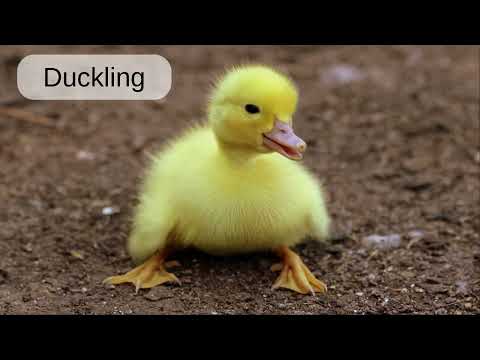 Duckling: English word pronunciation - Read Along (Australian Accent) Picture Dictionary
