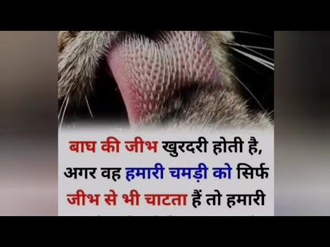 mind blowing facts #trendingvideo  #jashvi #shorts#factsvideo #amazing #romanchak