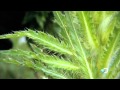 Man Woman Wild Finding Edible Plants In The Backcountry