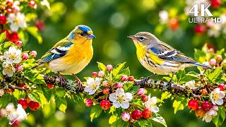 When Rare Birds Begin to Sing 🌿 Soft Piano Music for a Peaceful Mind