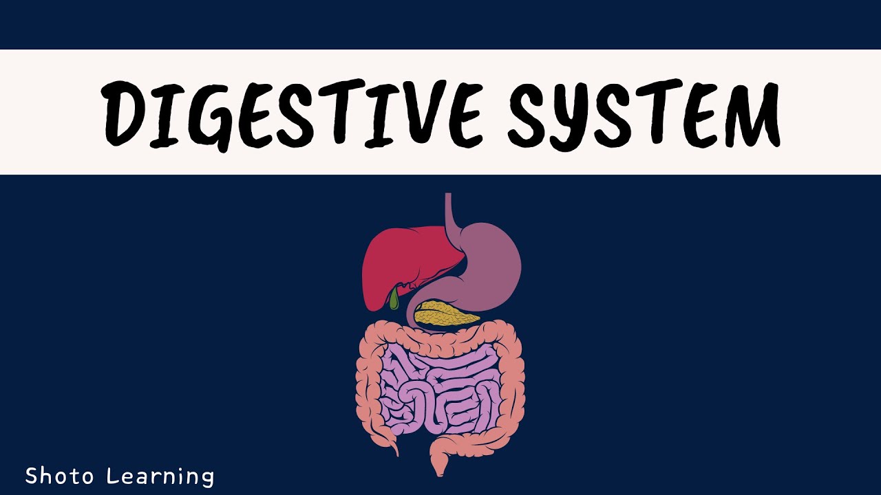 Digestive System: A Powerpoint Lecture Detailed Overview