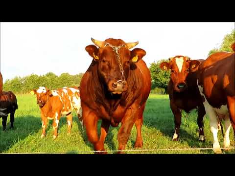 Holandija stocarstvo i selo