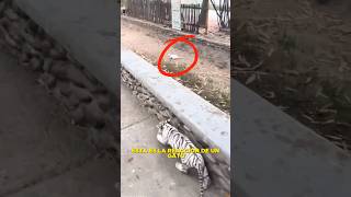 Este gato se encuentra con un tigre 😲 #curiosidades #animales #gatos #mascotas